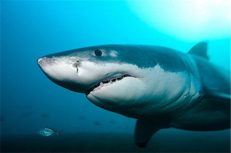 feroz - Great White Shark Foto de stock - Sin royalties Premium, Código: 614-03360057