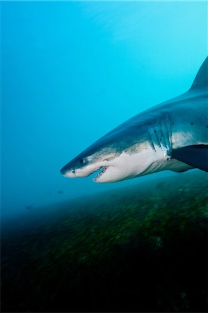 snout - Great White Shark Foto de stock - Sin royalties Premium, Código: 614-03360058