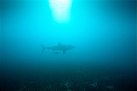 shark silhouettes - Great White Shark Stock Photo - Premium Royalty-Free, Code: 614-03360050