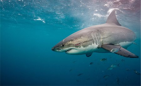 snout - Great White Shark Foto de stock - Sin royalties Premium, Código: 614-03360053