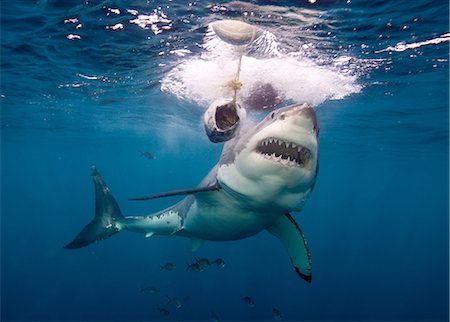 snout - Great White Shark Foto de stock - Sin royalties Premium, Código: 614-03360064