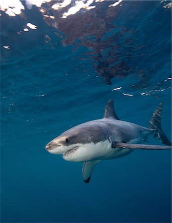 feroz - Great White Shark Foto de stock - Sin royalties Premium, Código: 614-03360062