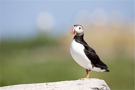 farne - Atlantic puffin, Farne Islands Stock Photo - Premium Royalty-Free, Code: 614-03393818