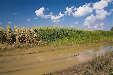 damage - Flooded field Stock Photo - Premium Royalty-Free, Code: 614-03393913