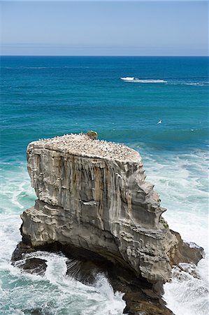 Auckland, aerial view of gannet rocks on Muriwai Beach Foto de stock - Royalty Free Premium, Número: 614-03454965