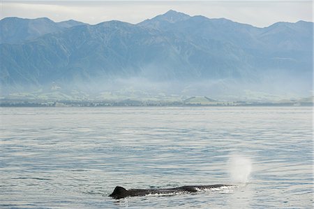 Kaikoura, humpback whale blowing Stock Photo - Premium Royalty-Free, Code: 614-03454981