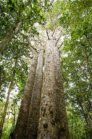 Northland, Waipoua Forest, giant Kauri trees Foto de stock - Sin royalties Premium, Código: 614-03455006