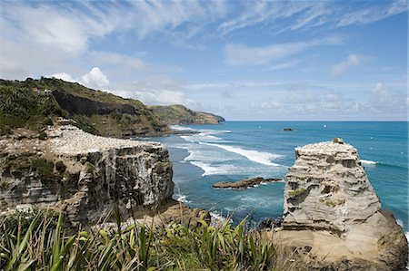 Auckland, coast with gannet rocks at Muriwai Beach Foto de stock - Sin royalties Premium, Código: 614-03455007