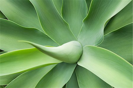 Auckland, agave, century plant, close-up Foto de stock - Royalty Free Premium, Número: 614-03455036