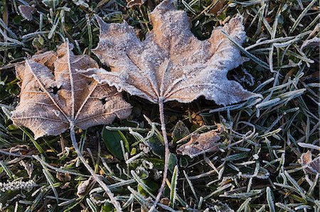 Maple leaves and frosty ground Foto de stock - Sin royalties Premium, Código: 614-03455054