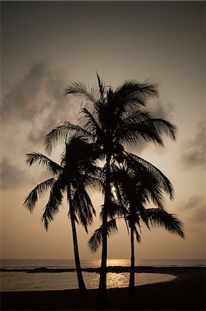 simsearch:614-02241891,k - Palm trees on beach at sunset Foto de stock - Sin royalties Premium, Código: 614-03455088
