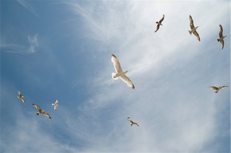 flying birds sky - Seagulls Stock Photo - Premium Royalty-Free, Code: 614-03455206