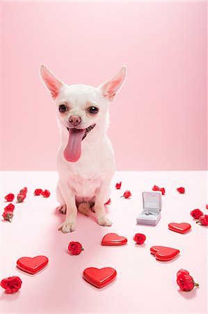 Chihuahua with heart shapes and engagement ring Stock Photo - Premium Royalty-Free, Code: 614-03455454