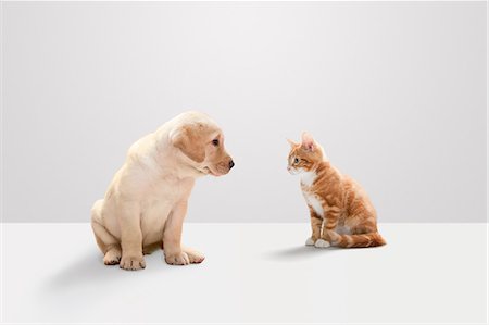 dos animales - Kitten and labrador puppy Foto de stock - Sin royalties Premium, Código: 614-03455459