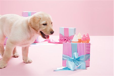 Labrador puppy and gifts Stock Photo - Premium Royalty-Free, Code: 614-03455461