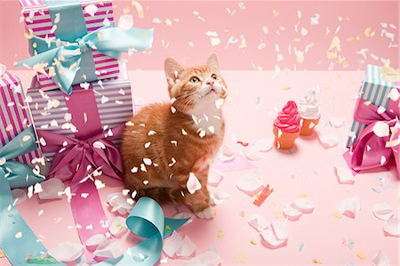 simsearch:614-03455512,k - Chaton avec des confettis et des cadeaux Photographie de stock - Premium Libres de Droits, Code: 614-03455462