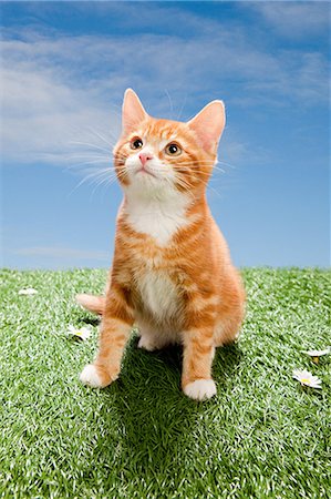 simsearch:614-03455512,k - Chaton sur l'herbe Photographie de stock - Premium Libres de Droits, Code: 614-03455474