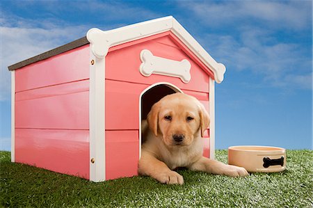 Labrador puppy in kennel Stock Photo - Premium Royalty-Free, Code: 614-03455470