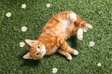 simsearch:614-03455512,k - Chaton couché sur l'herbe Photographie de stock - Premium Libres de Droits, Code: 614-03455473