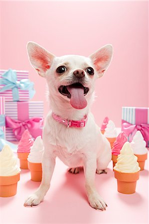 simsearch:614-03455512,k - Chihuahua avec des cadeaux d'anniversaire et cornets de crème glacée Photographie de stock - Premium Libres de Droits, Code: 614-03455497
