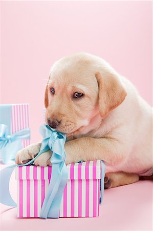 simsearch:614-03455512,k - Chiot Labrador avec le cadeau d'anniversaire Photographie de stock - Premium Libres de Droits, Code: 614-03455517