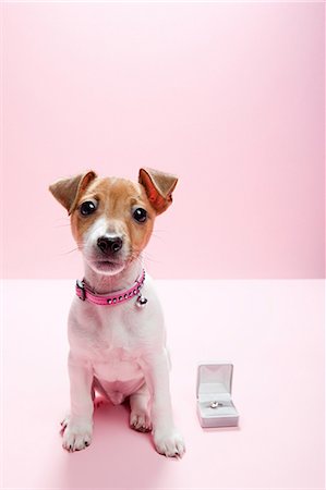 propuesta matrimonial - Jack russell puppy with engagement ring Foto de stock - Sin royalties Premium, Código: 614-03455510