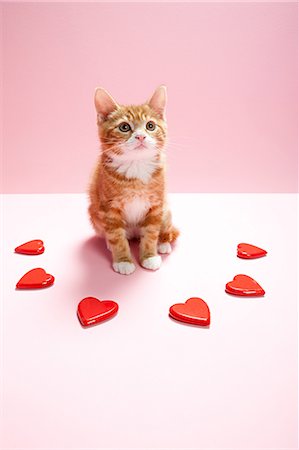 simsearch:614-03455512,k - Formes de chaton et coeur Photographie de stock - Premium Libres de Droits, Code: 614-03455511
