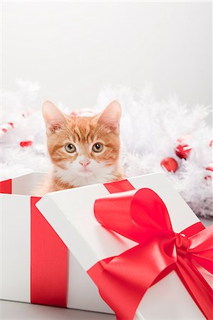 simsearch:614-03455512,k - Chaton dans la boîte de cadeau de Noël Photographie de stock - Premium Libres de Droits, Code: 614-03455526