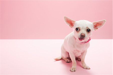 Portrait d'un chihuahua, faire un visage Photographie de stock - Premium Libres de Droits, Code: 614-03455539