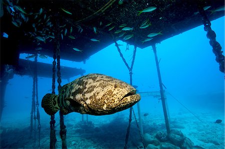 Goliath grouper and structure. Stock Photo - Premium Royalty-Free, Code: 614-03551503