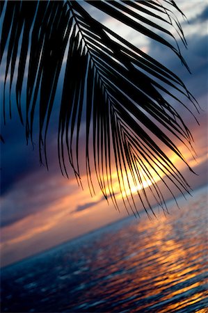 polynésie française - Fronde de palmier au coucher du soleil. Photographie de stock - Premium Libres de Droits, Code: 614-03551518