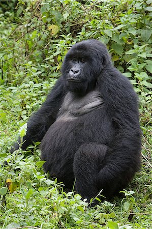 Female mountain gorilla Foto de stock - Sin royalties Premium, Código: 614-03576897