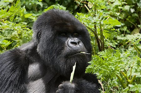 Mountain gorilla eating Foto de stock - Sin royalties Premium, Código: 614-03576898