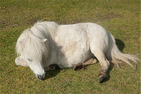 shetlandpony - New Forest Pony ausruhen im Feld Stockbilder - Premium RF Lizenzfrei, Bildnummer: 614-03576917