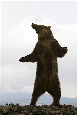 Ours grizzly debout Photographie de stock - Premium Libres de Droits, Code: 614-03576912