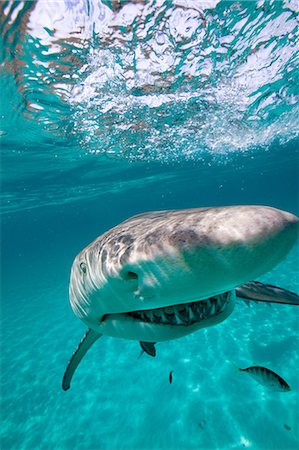 sharks - Grinning Lemon Shark Foto de stock - Sin royalties Premium, Código: 614-03648035