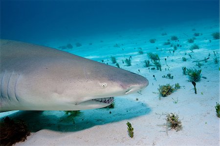 Lemon Shark on bottom. Foto de stock - Sin royalties Premium, Código: 614-03648037