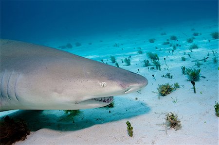 sea life under water not people - Lemon Shark on bottom. Stock Photo - Premium Royalty-Free, Code: 614-03648037