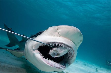 sea life under water not people - Lemon Shark swallows bait. Foto de stock - Sin royalties Premium, Código: 614-03648038