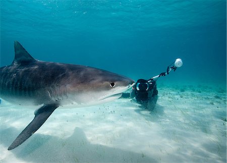 Photographer and Tiger Shark. Foto de stock - Sin royalties Premium, Código: 614-03648046