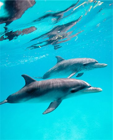 Atlantic Spotted Dolphin. Stock Photo - Premium Royalty-Free, Code: 614-03648049