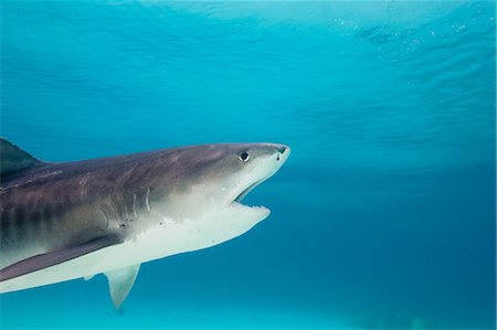 Tiger Shark Photographie de stock - Premium Libres de Droits, Code: 614-03648043