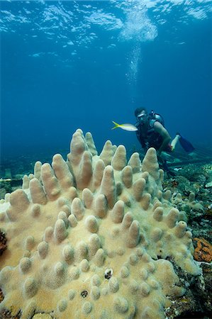 simsearch:614-03784248,k - Diver on Coral Reef Fotografie stock - Premium Royalty-Free, Codice: 614-03648051