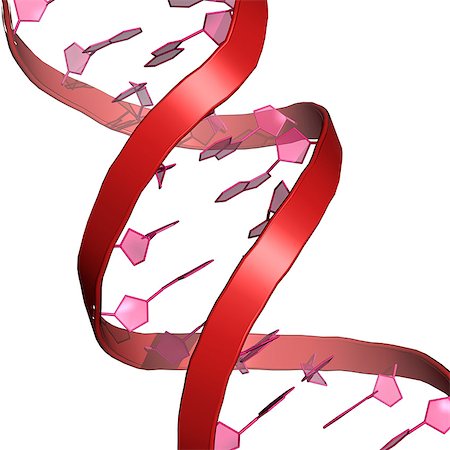 spiral illustration - Molécule d'ADN Photographie de stock - Premium Libres de Droits, Code: 614-03648551