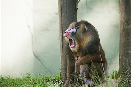 simsearch:614-01870270,k - Mandrill in Buenos Aires Zoo, Argentina Stock Photo - Premium Royalty-Free, Code: 614-03648595