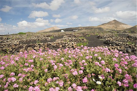 Fleurs de vigne, La Geria, Lanzarote Photographie de stock - Premium Libres de Droits, Code: 614-03648627