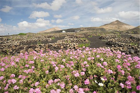 farm scene and africa - Flowers in vineyard, La Geria, Lanzarote Foto de stock - Sin royalties Premium, Código: 614-03648627