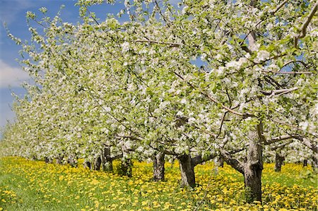 simsearch:614-01626833,k - Blossom on apple trees Foto de stock - Sin royalties Premium, Código: 614-03648830