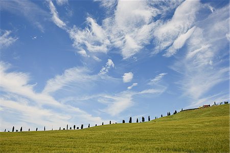 ferme (bâtiment) - Cyprès, près de Sienne, Toscane, Italie Photographie de stock - Premium Libres de Droits, Code: 614-03684294