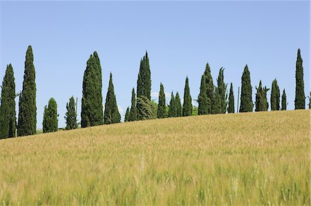 Cypress trees and wheat field near Siena, Italy Stock Photo - Premium Royalty-Free, Code: 614-03684291